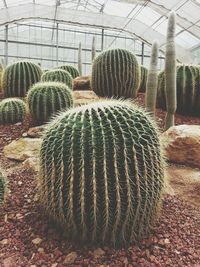 Cactus in greenhouse