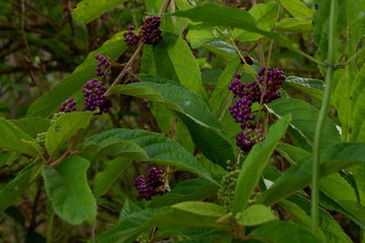 Close-up of blackberries growing on plant