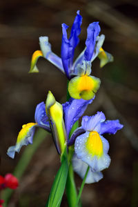 Close-up of purple iris