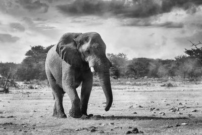 Elephant in a field