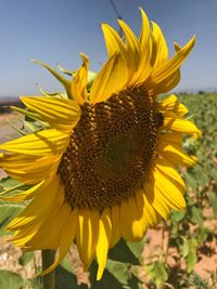 Close-up of sunflower