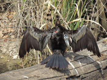 Bird perching on wood