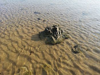 High angle view of starfish on beach