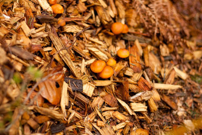 Close-up high angle view of mushrooms growing on land