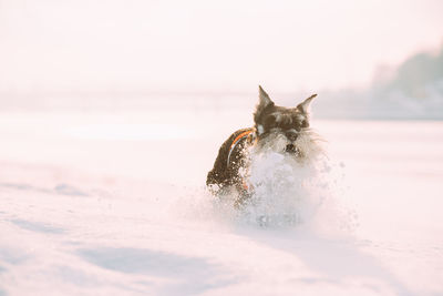 Dog running on snow