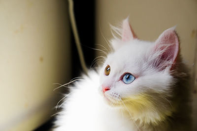 Close-up of cat looking away