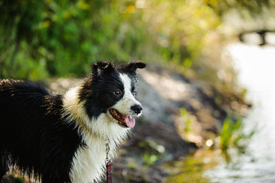 Wet border collie looking away