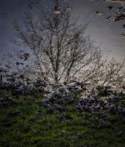 Scenic view of trees