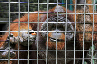 Orangutans or pongo pygmaeus behind the iron bars of his cage