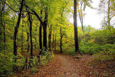 Scenic view of forest