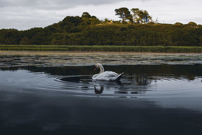 Duck swimming in a lake