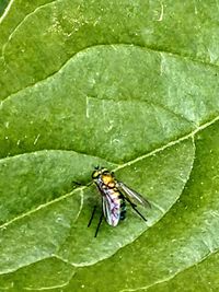 High angle view of insect on leaf