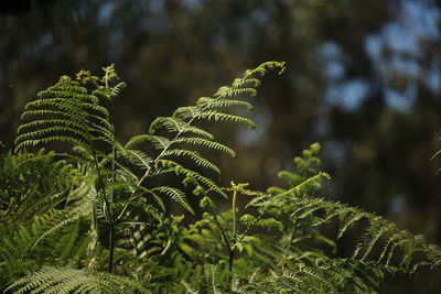 Low angle view of fern leaves in forest