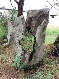 Close-up of tree stump on field