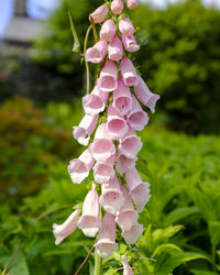 Close-up of pink flowering plant