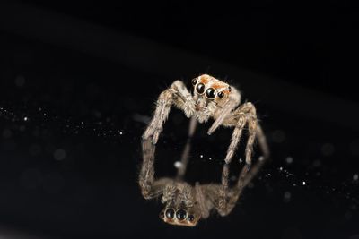 Close-up of spider on web