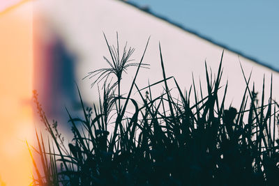 Close-up of grass during sunset