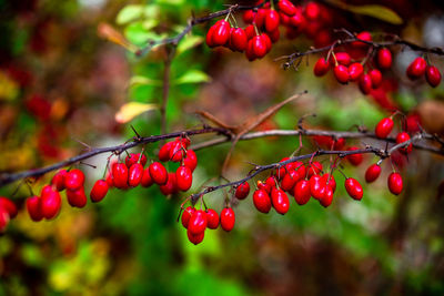 Close-up of red berries growing on tree