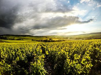 Crop on field against cloudy sky