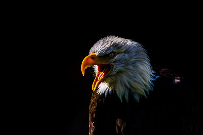 Close-up of eagle against black background