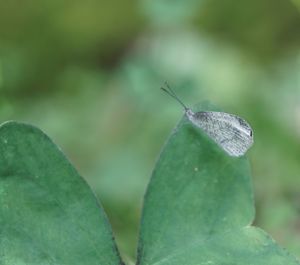 Close-up of insect on leaf