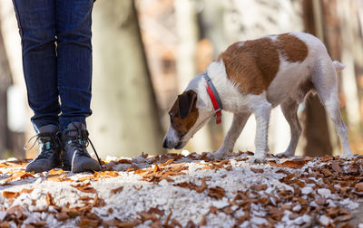 Low section of man with dogs