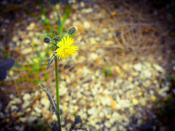 Close-up of insect on yellow flower