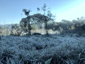 Surface level of trees on field against sky