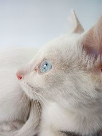 Close-up portrait of cat