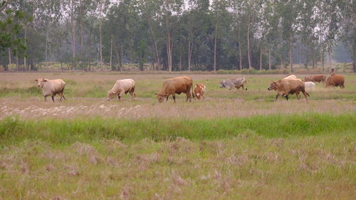 Horses grazing in a field