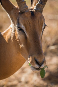 Portrait of impala eating leaf