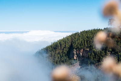 Trees growing on land against sky