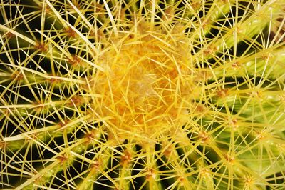 Full frame shot of prickly pear cactus