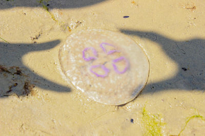 Close-up of jellyfish on beach