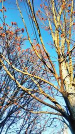 Low angle view of flowering tree against blue sky