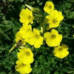 Close-up of yellow flowers blooming outdoors