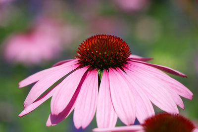 Close-up of purple flower