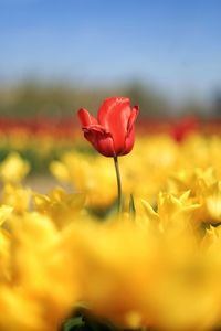 Close-up of red tulip flower on field