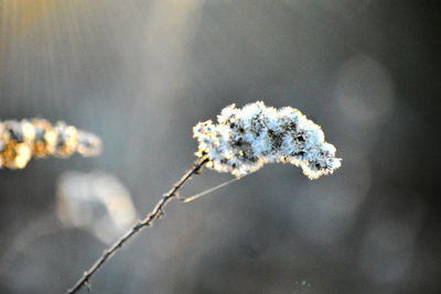 Close-up of frozen plant