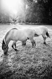 Horses grazing on field