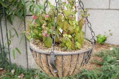 Close-up of plant growing in yard