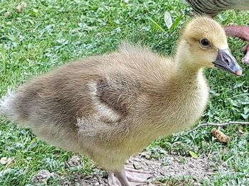 High angle view of ducklings on field