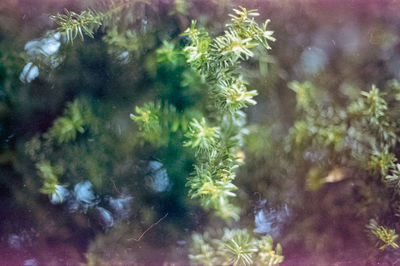 Close-up of plants