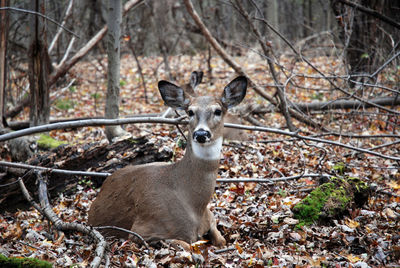 Portrait of deer on field in forest