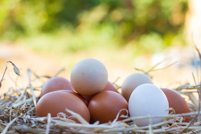 Close-up of eggs in nest