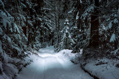 Snow covered land amidst trees in forest