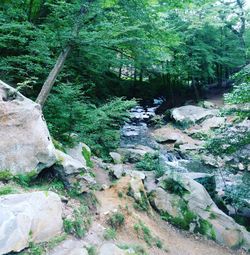 River amidst trees in forest