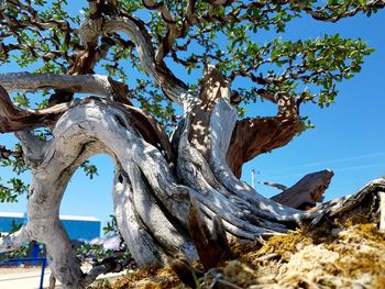 Close-up of tree trunk against sky