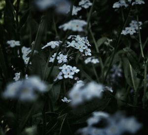 Close-up of white flowering plants on field