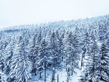 Snow covered pine trees in forest against sky